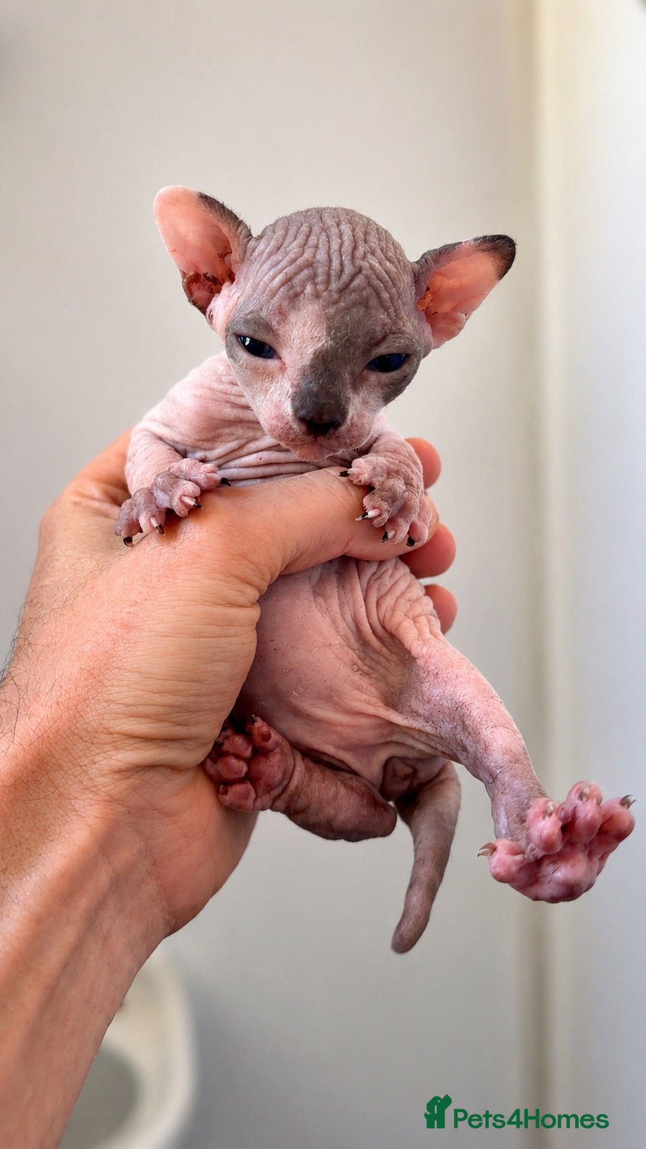 Sphynx cats Sphynx kittens lilac elf & pink dilute - Advert 1