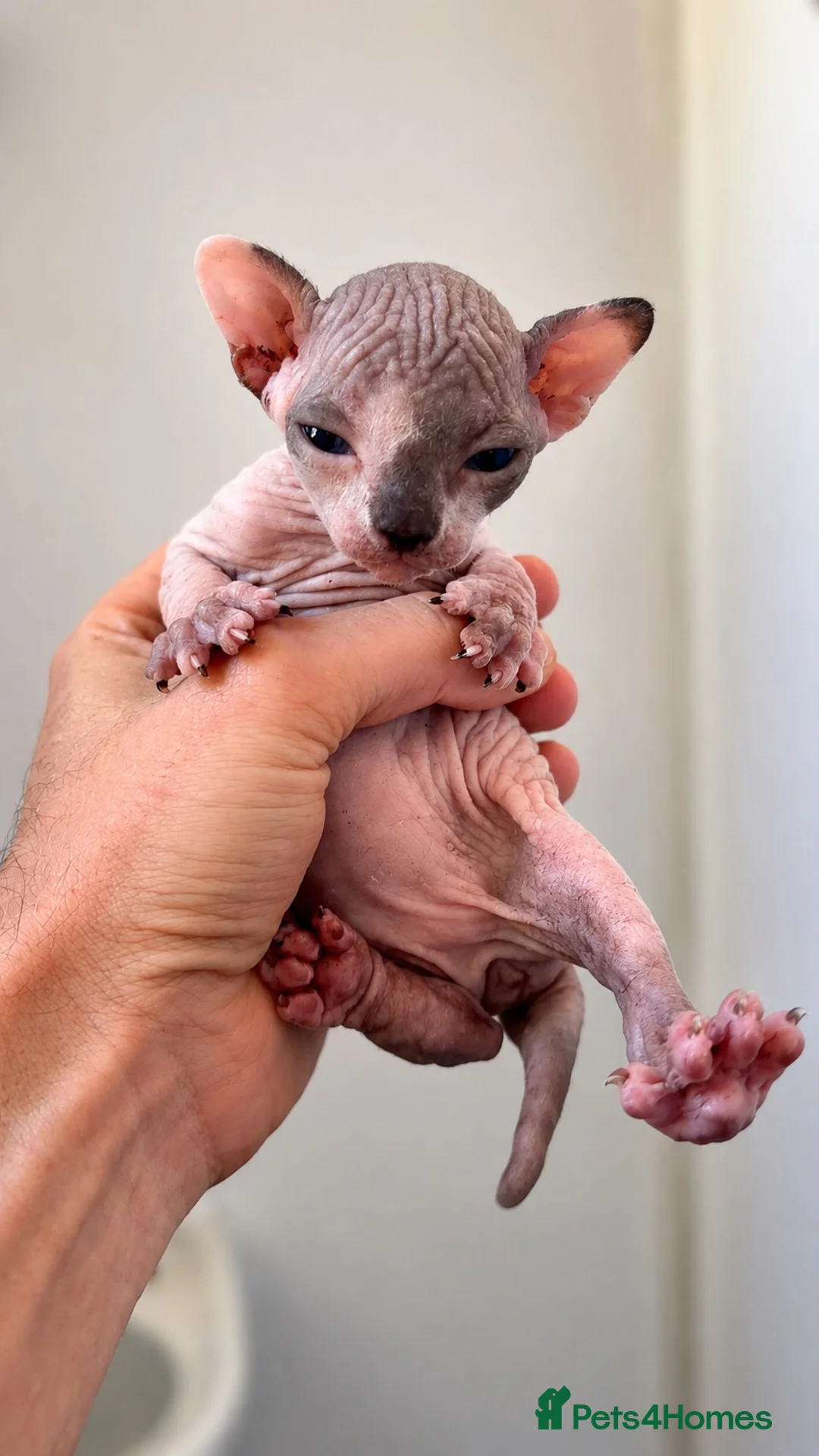 Sphynx cats for sale: Sphynx kittens lilac elf & pink dilute - Advert 1