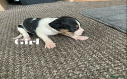 Jack Russell dogs for sale: Jack Russell puppy’s  - Image 3