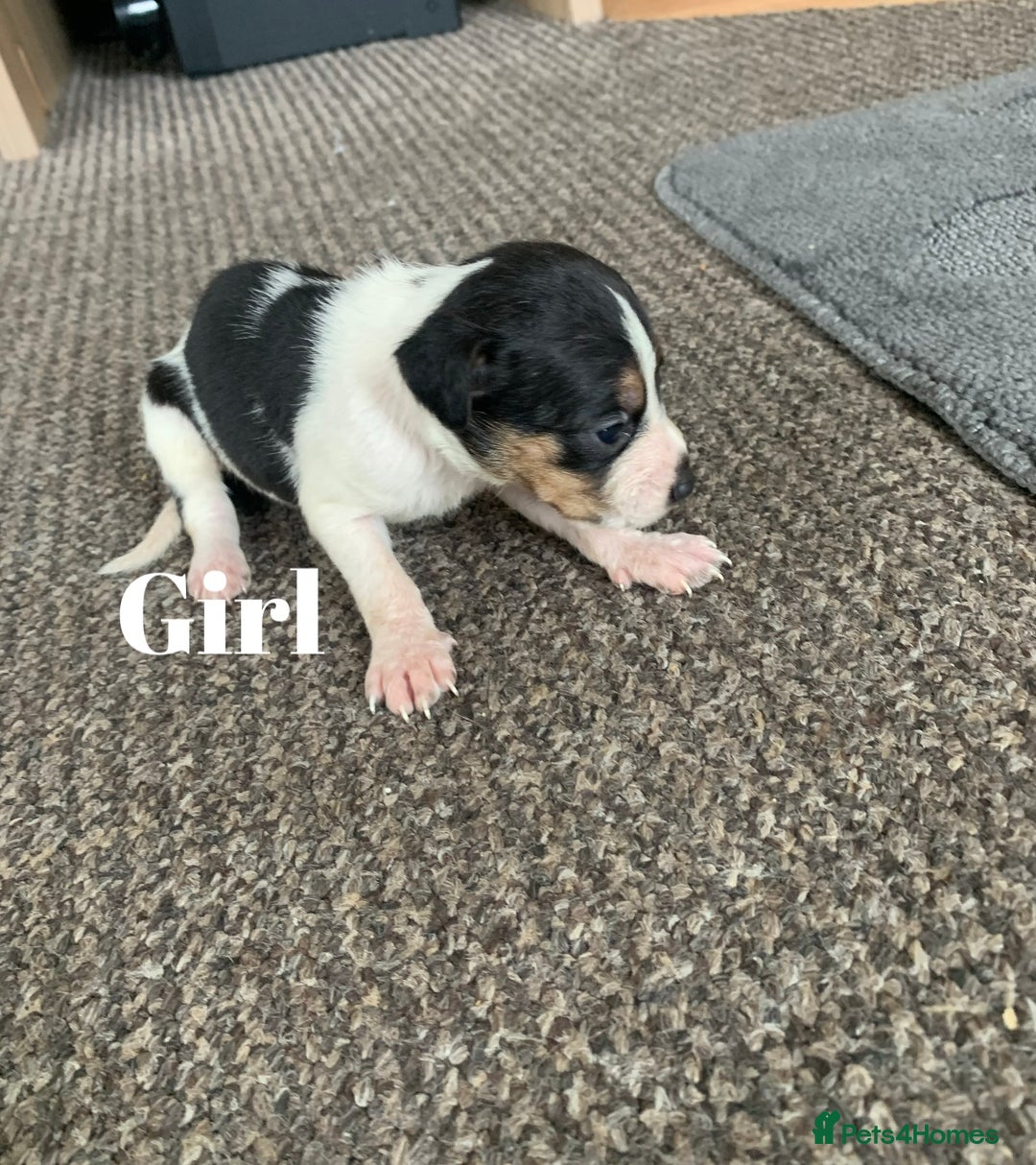Jack Russell dogs for sale: Jack Russell puppy’s  - Image 3