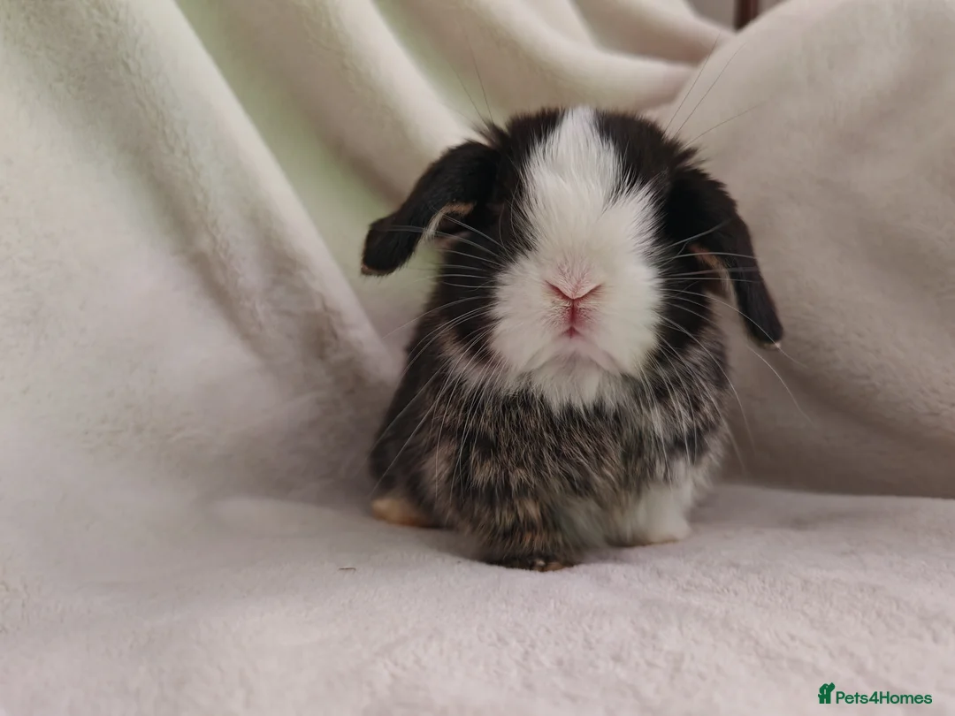 Mini Lop rabbits for sale: Beautiful Baby Mini Lops  - Advert 5
