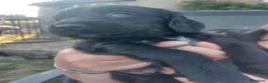 Sprocker 3