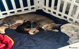 Maine Coon cats for sale: Beautiful Maine Coon Cross Kittens - Image 3