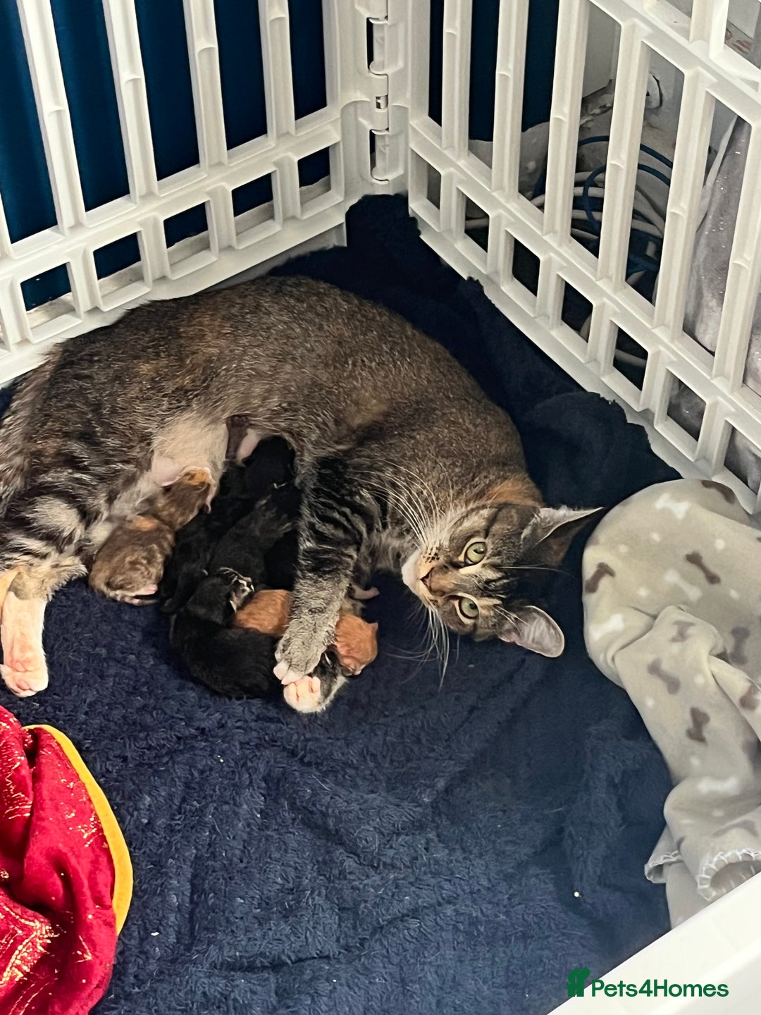 Maine Coon cats for sale: Beautiful Maine Coon Cross Kittens - Image 3