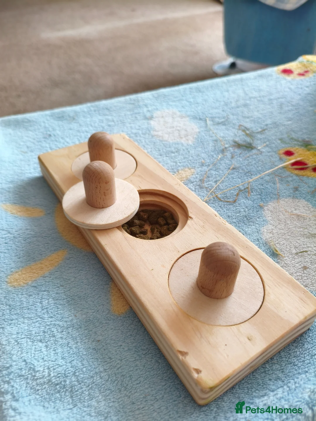 Guinea Pig rodents for sale: Giving away my baby boy  in Orpington - Advert 6