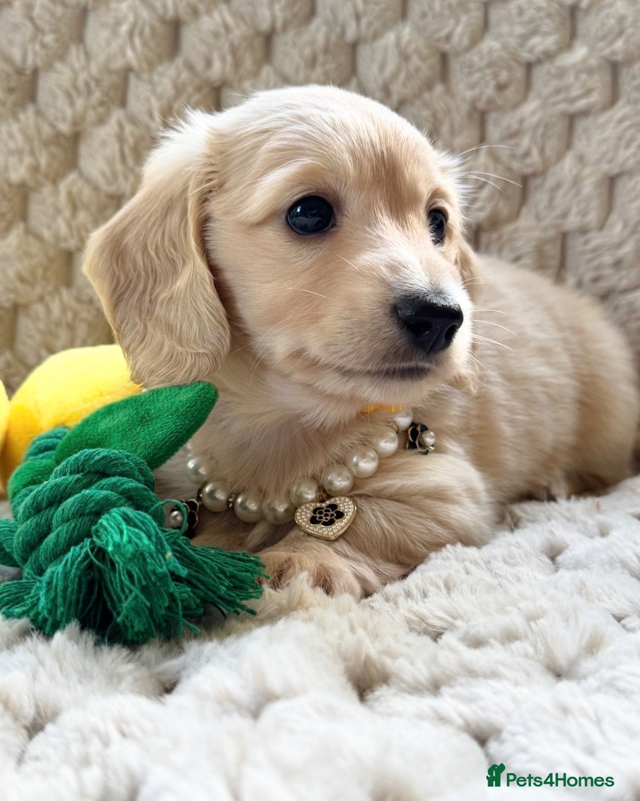 Miniature Dachshund dogs Stunning cream girl available  Ready soon  - Advert 3