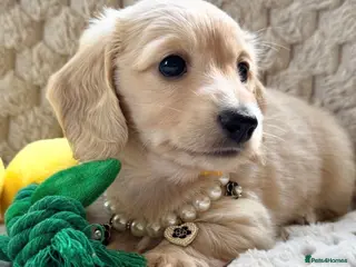 Miniature Dachshund dogs Stunning cream girl available Ready soon - Advert 3