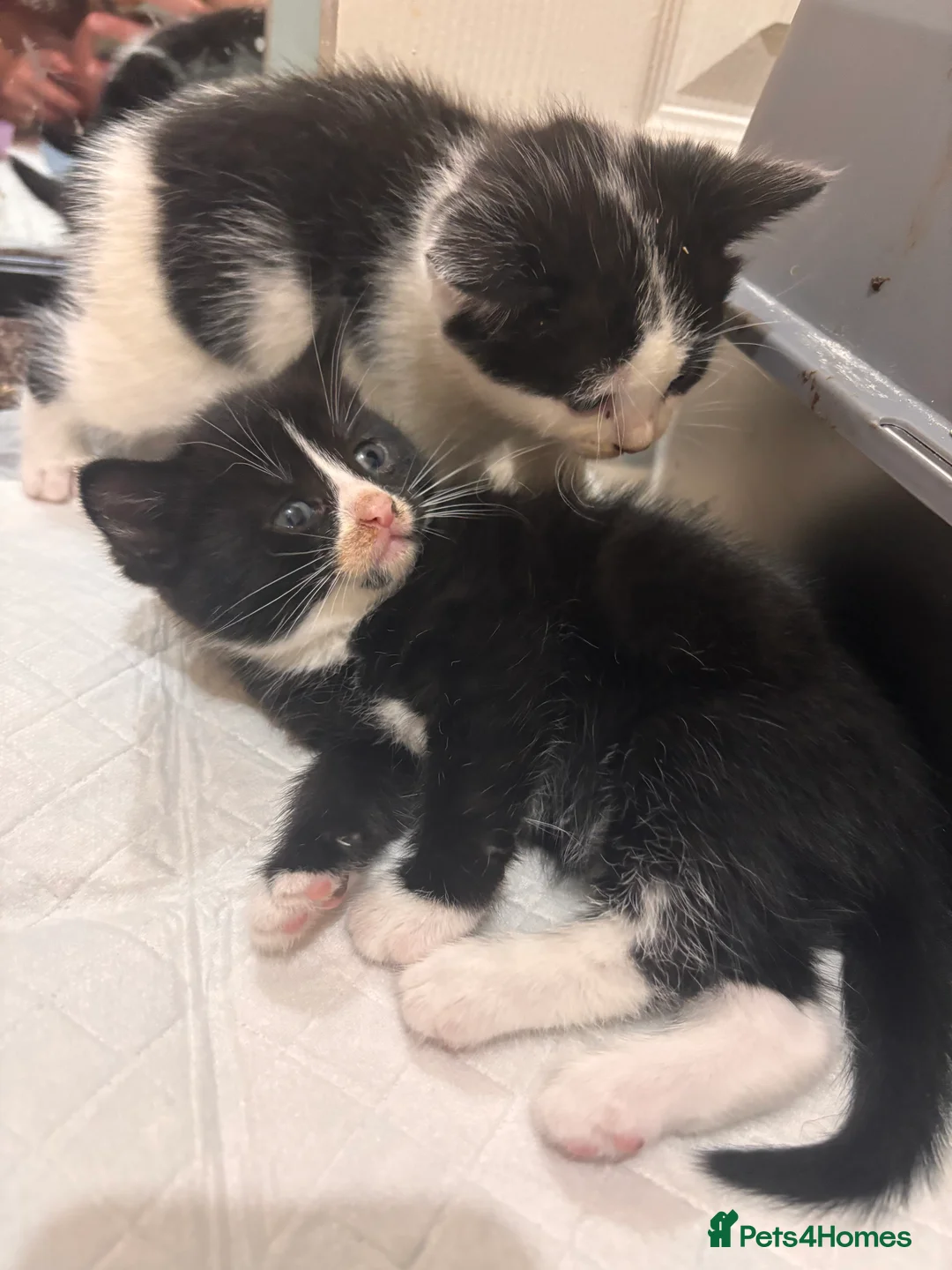 Mixed Breed cats for sale: Black & White mix kittens - Advert 9