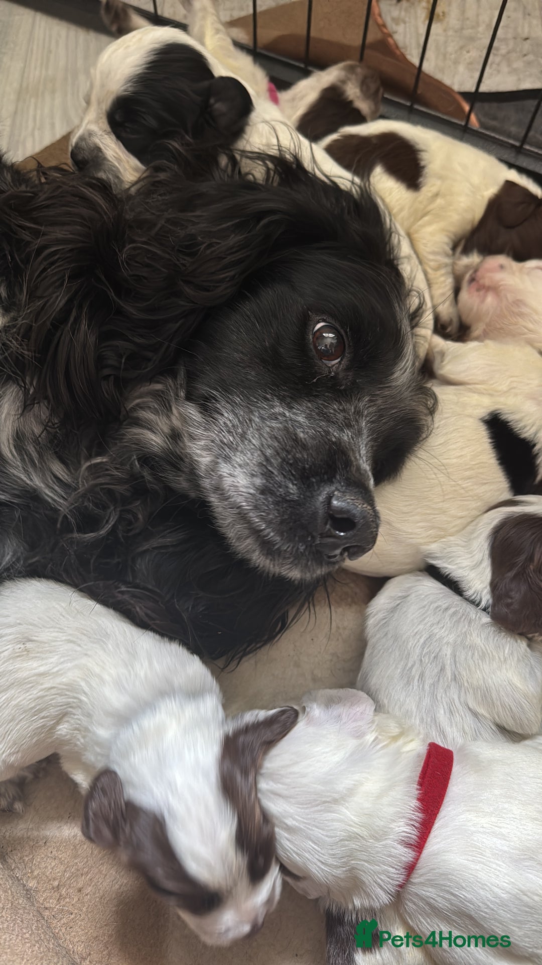 Cocker Spaniel dogs for sale: Gamekeeper bred cockers  - Image 7