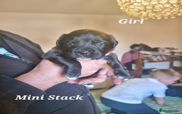 Mixed Breed dogs for sale: Stacksides litter - Image 7