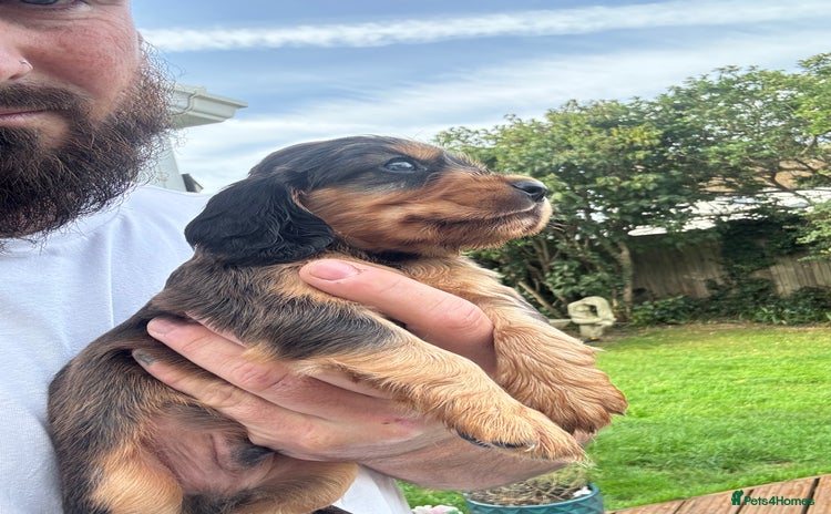 Cocker Spaniel dogs - Advert 12