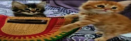 Mixed Breed cats for sale: Elven Bengal Kittens  - Advert 2