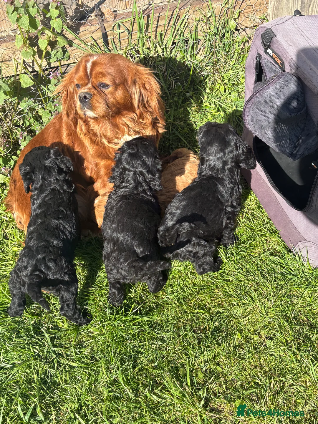Cavapoo dogs for sale: Cavapoo  - Advert 2