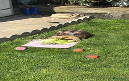 Tortoise reptiles for sale: Sulcata Tortoise - Image 1