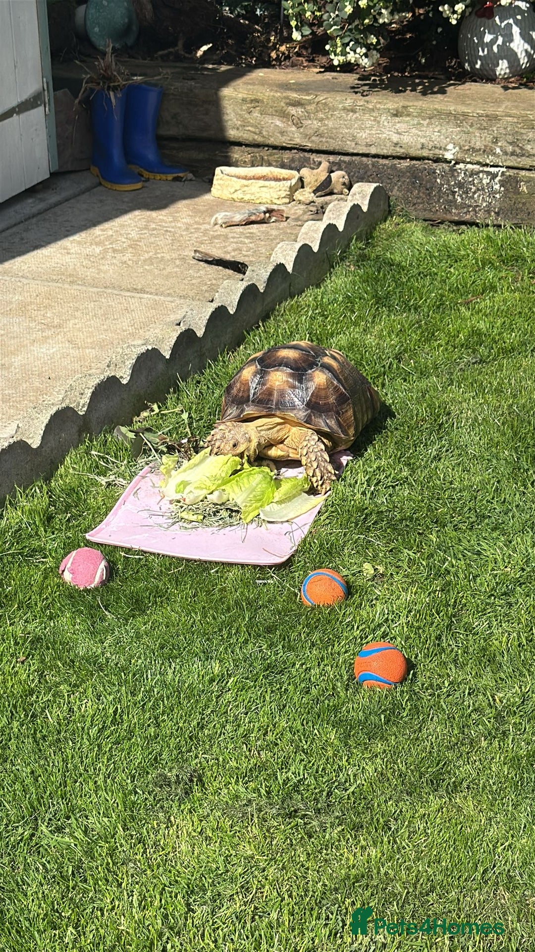 Tortoise reptiles for sale: Sulcata Tortoise - Image 1