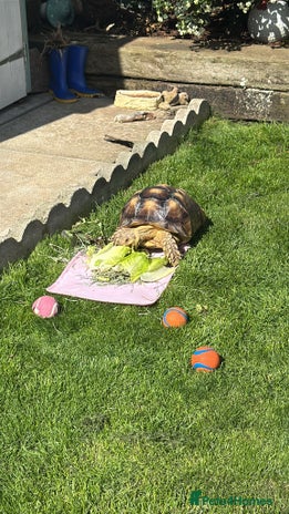 Tortoise reptiles - Advert 6