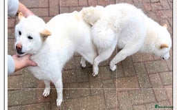 Japanese Shiba Inu dogs for stud: Health tested, KC Registered, Proven Stud - Image 7