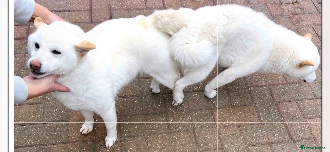 Japanese Shiba Inu dogs for stud: Health tested, KC Registered, Proven Stud - Image 7
