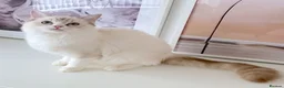 Ragdoll cats for sale: GCCF ACTIVE (FOR BREEDING) SEAL BICOLOUR FEMALE - Advert 7