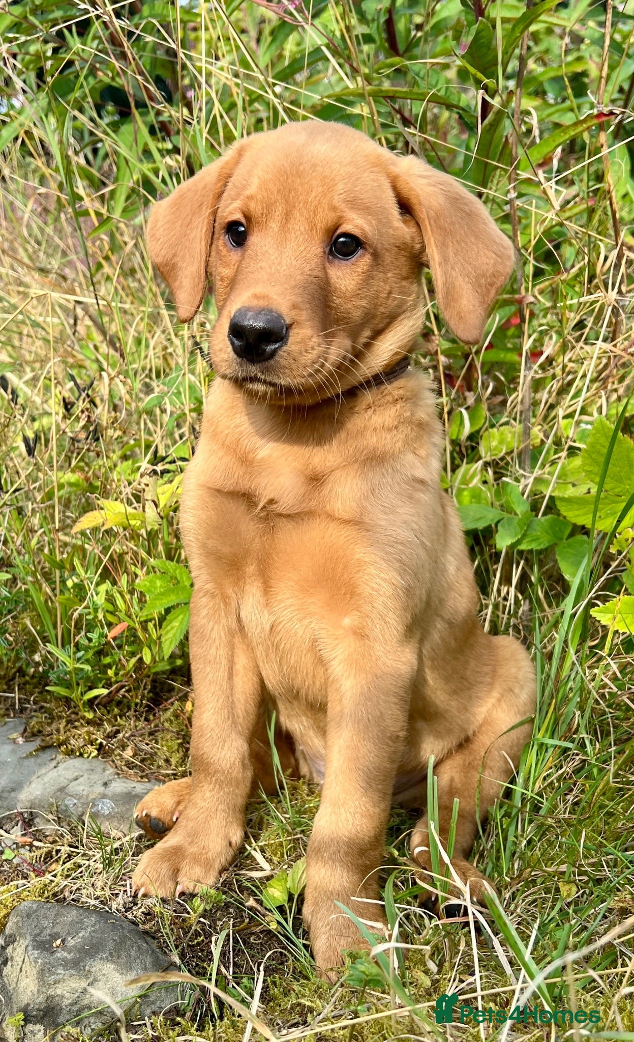 Labrador Retriever dogs kC reg fox red labs FTCH sired - Advert 2