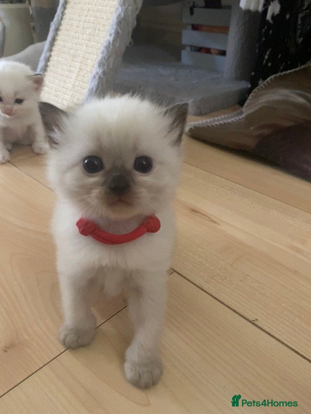 Ragdoll cats for sale: GCCF Seal point and bi colour Ragdoll Kittens - Image 21