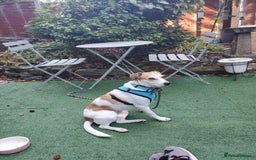 Mixed Breed dogs for adoption: Meet Bambi, currently residing in Sheffield - Image 13
