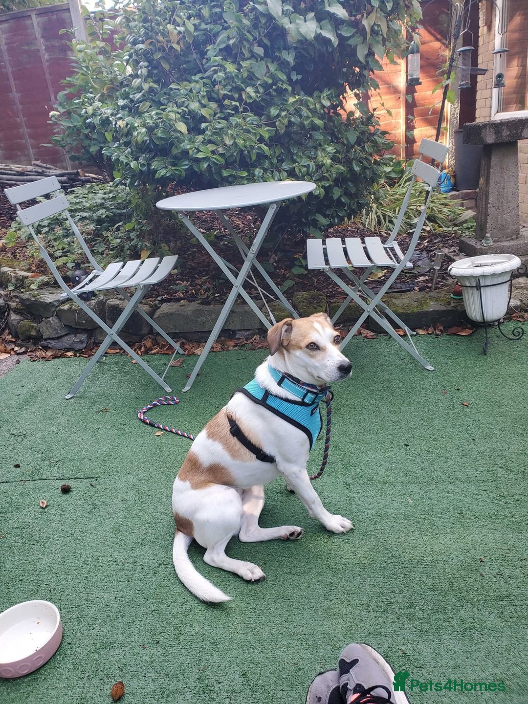 Mixed Breed dogs for adoption: Meet Bambi, currently residing in Sheffield - Image 13