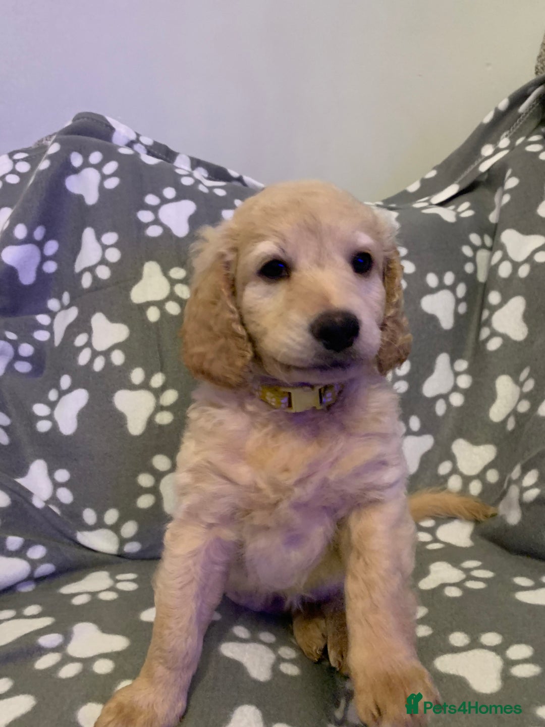 Double Doodle dogs for sale: Double doodles - Image 18