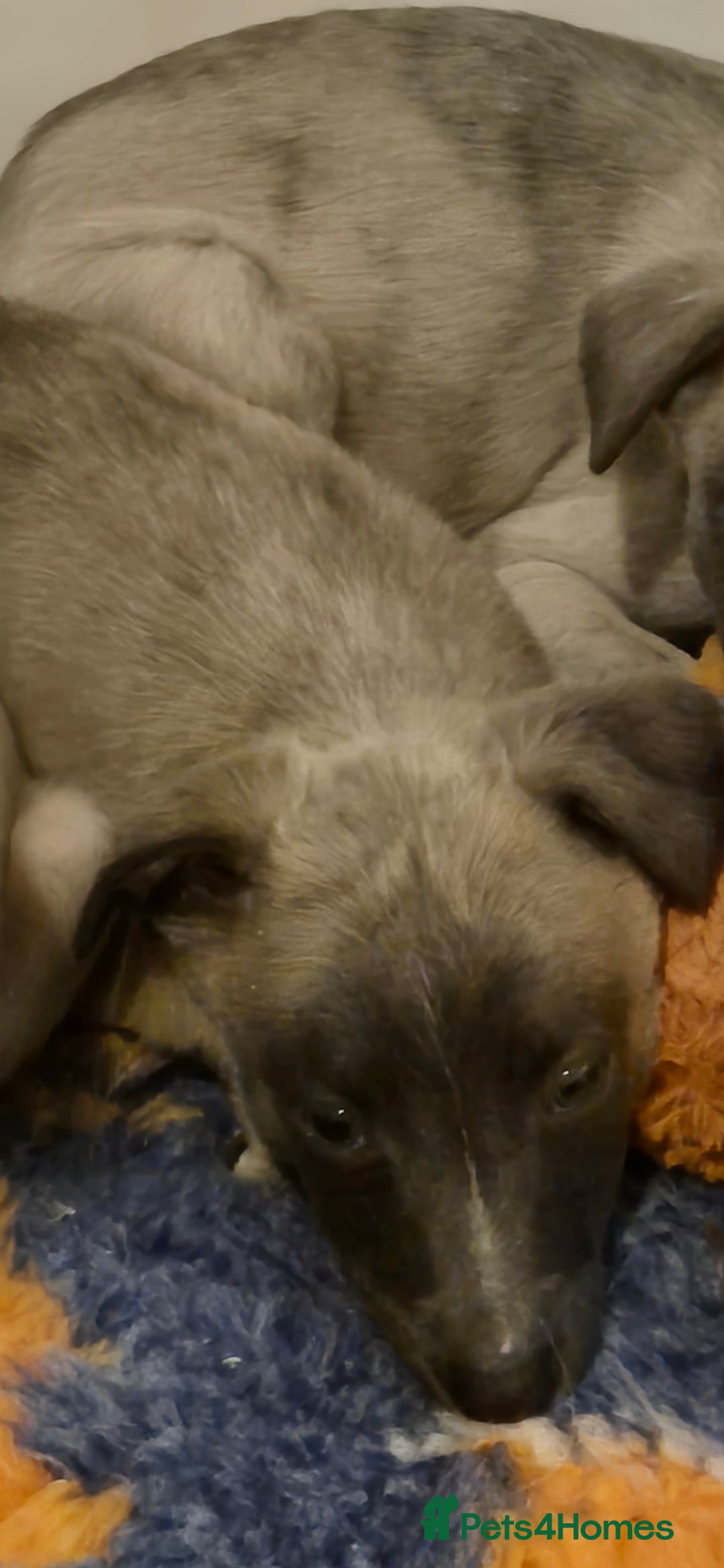 Whippet dogs for sale: Stunning whippet puppies  - Advert 22