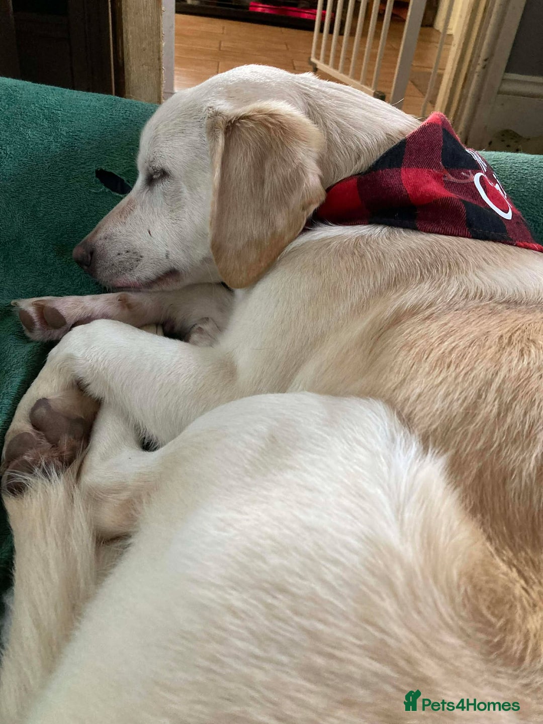 Mixed Breed dogs for adoption: REX   - Advert 10