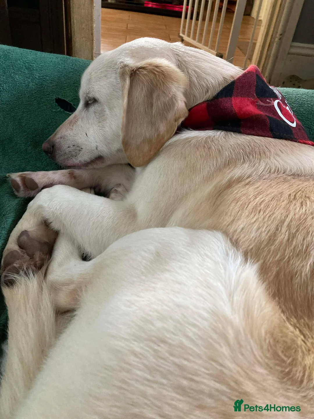 Mixed Breed dogs for adoption: REX   - Advert 10