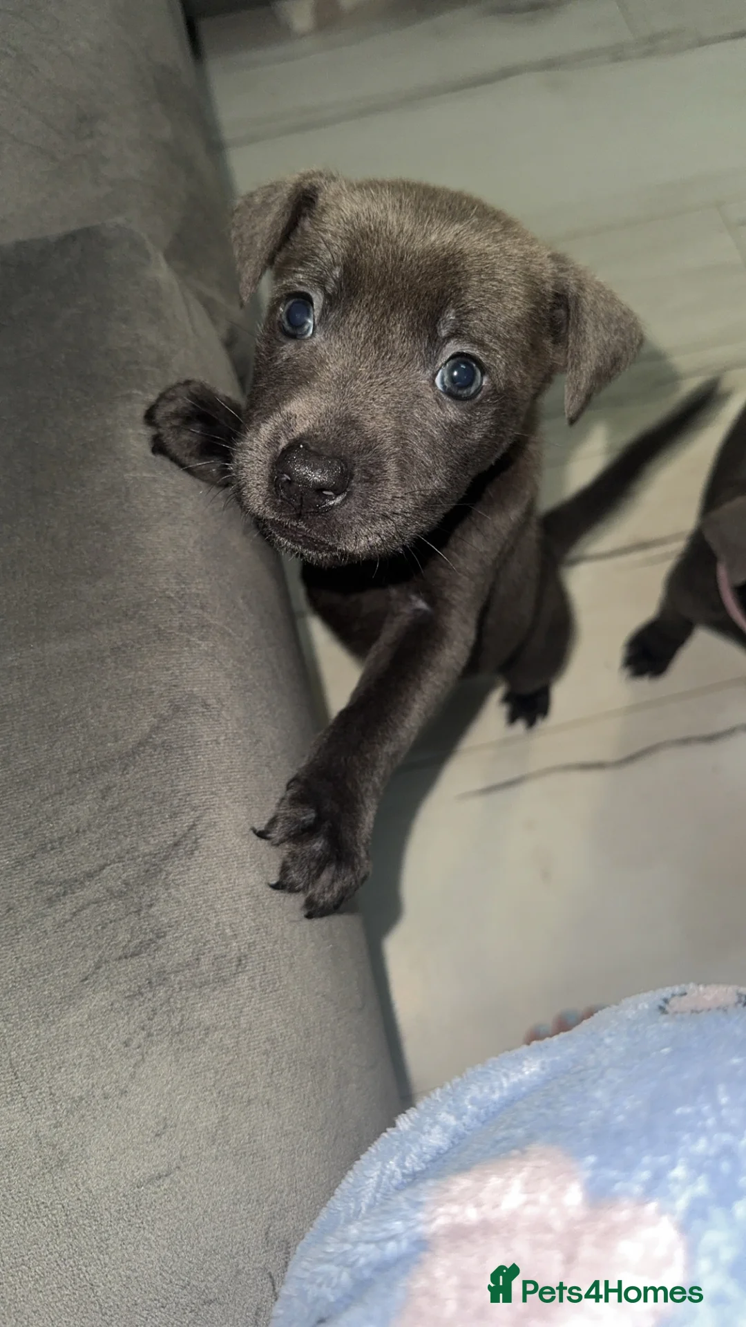 Mixed Breed dogs for sale: Puppies - Advert 6