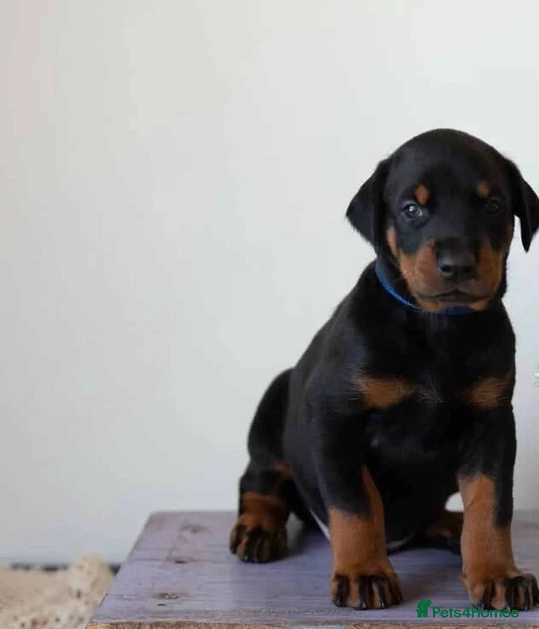 Dobermann dogs for sale: 2 Gorgeous Doberman Pups Looking for Loving Home - Advert 6