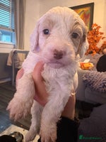 Sproodle dogs - Advert 2