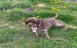 American Cocker Spaniel dogs for sale: Lovey Chocolate Tri Adult Male - Image 4
