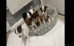 Jack Russell dogs for sale: 5 jack Russel puppies  - Image 3