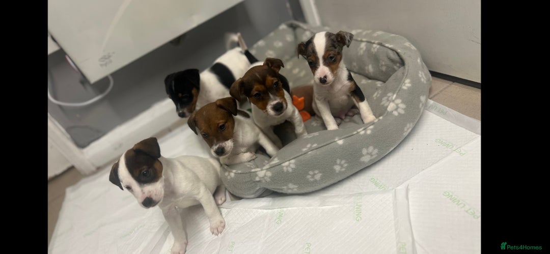 Jack Russell dogs for sale: 5 jack Russel puppies  - Image 3