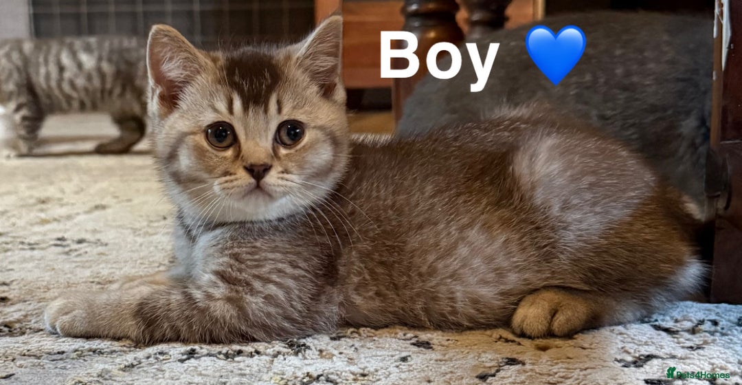 British Shorthair cats for sale: Beautiful British shorthairs  - Image 2