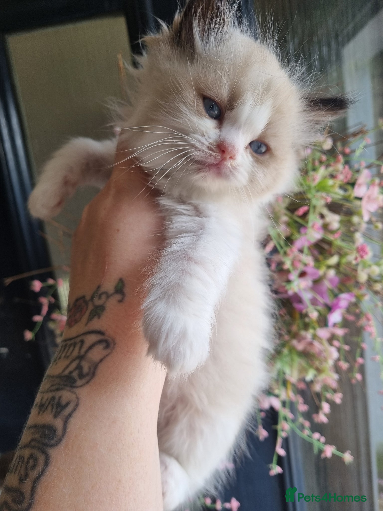 Ragdoll cats 🩵 Ragdoll Kittens 2 x Male AVAILABLE NOW🩵 - Advert 14