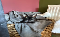 Sphynx cats for sale: Male Sphynx cat for sale 2 years old - Image 9