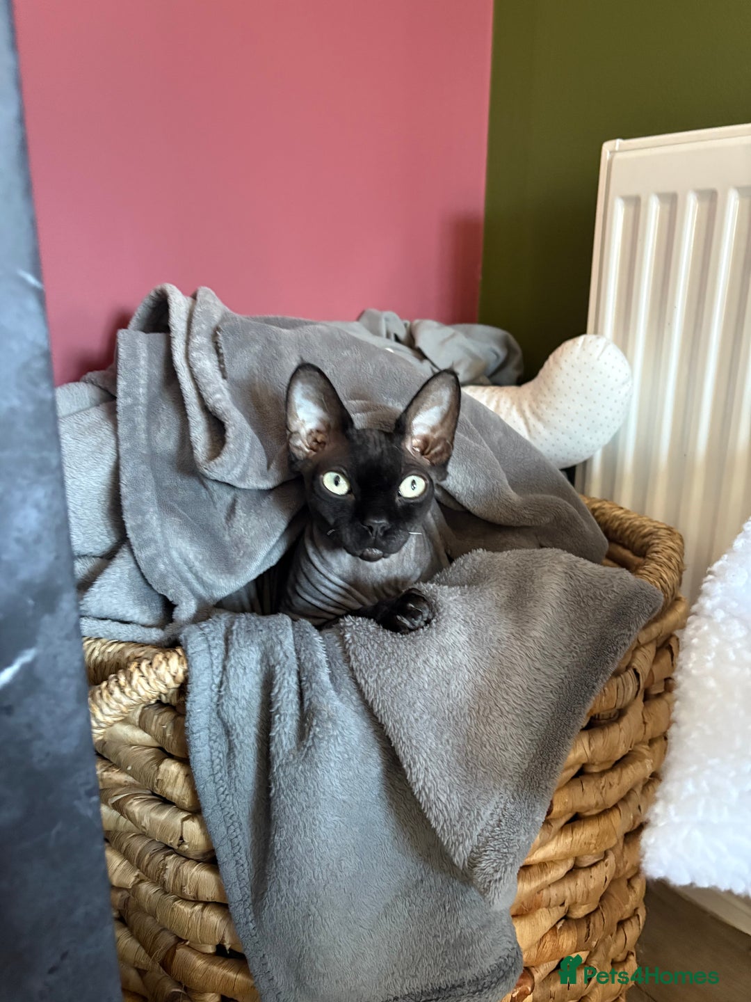 Sphynx cats for sale: Male Sphynx cat for sale 2 years old - Image 9