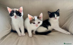 Mixed Breed cats for sale: White and tabby/white and black kittens - Image 1