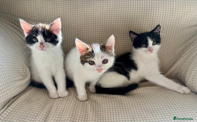 Mixed Breed cats - Advert 5