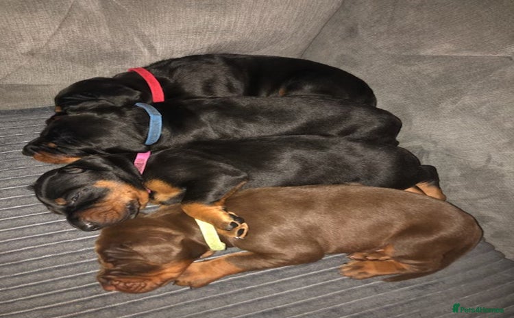 Dobermann dogs - Advert 1