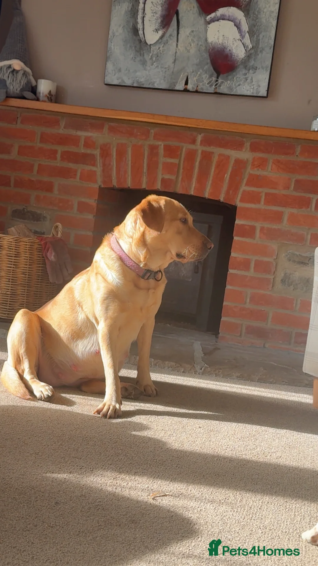 Labrador Retriever dogs for sale: Chunky KC Registered Labrador Puppies - Advert 11