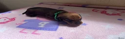 Miniature Dachshund dogs for sale:  Miniature Dachshund Puppies 🐾 in Newton Abbot - Advert 22