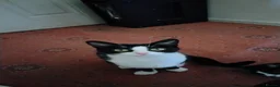 Mixed Breed cats for sale: Urgent rehome needed - Advert 2