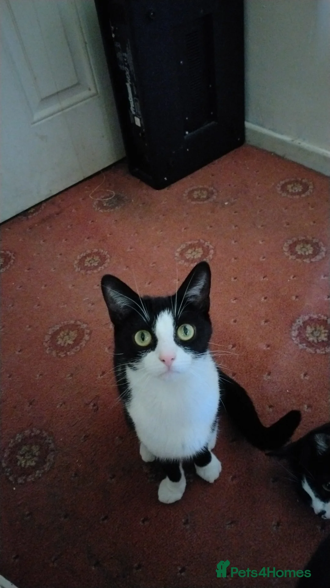 Mixed Breed cats for sale: Urgent rehome needed - Advert 2