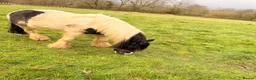 Irish Cob horses for sale: Traditional Cob Gelding Rising 4 Project in Guildford - Advert 2
