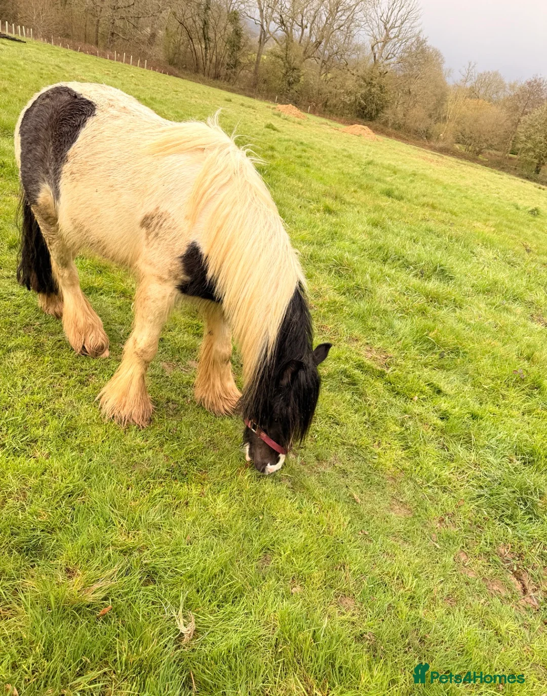 Irish Cob horses for sale: Traditional Cob Gelding Rising 4 Project in Guildford - Advert 2